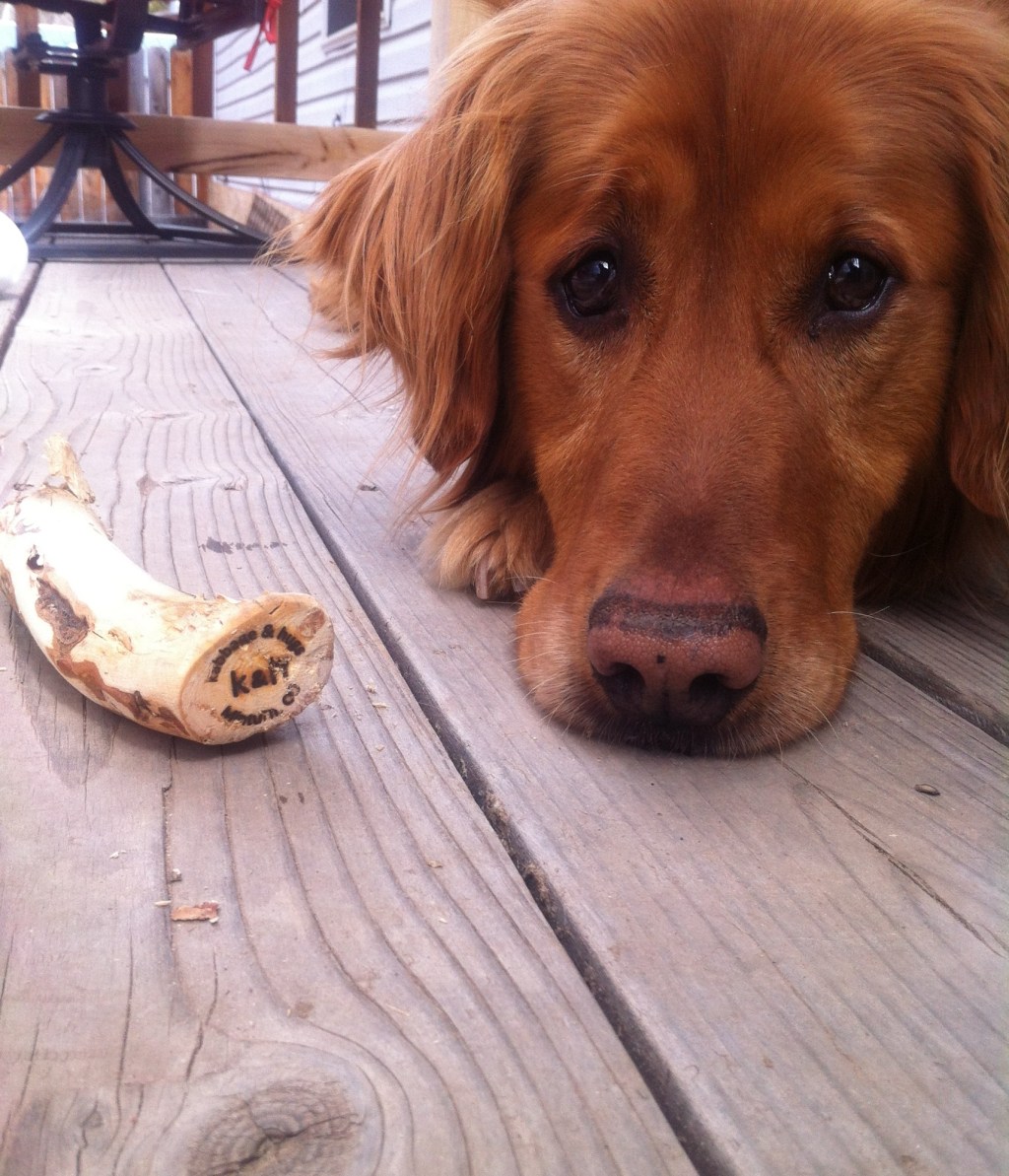 Creatures of Comfort