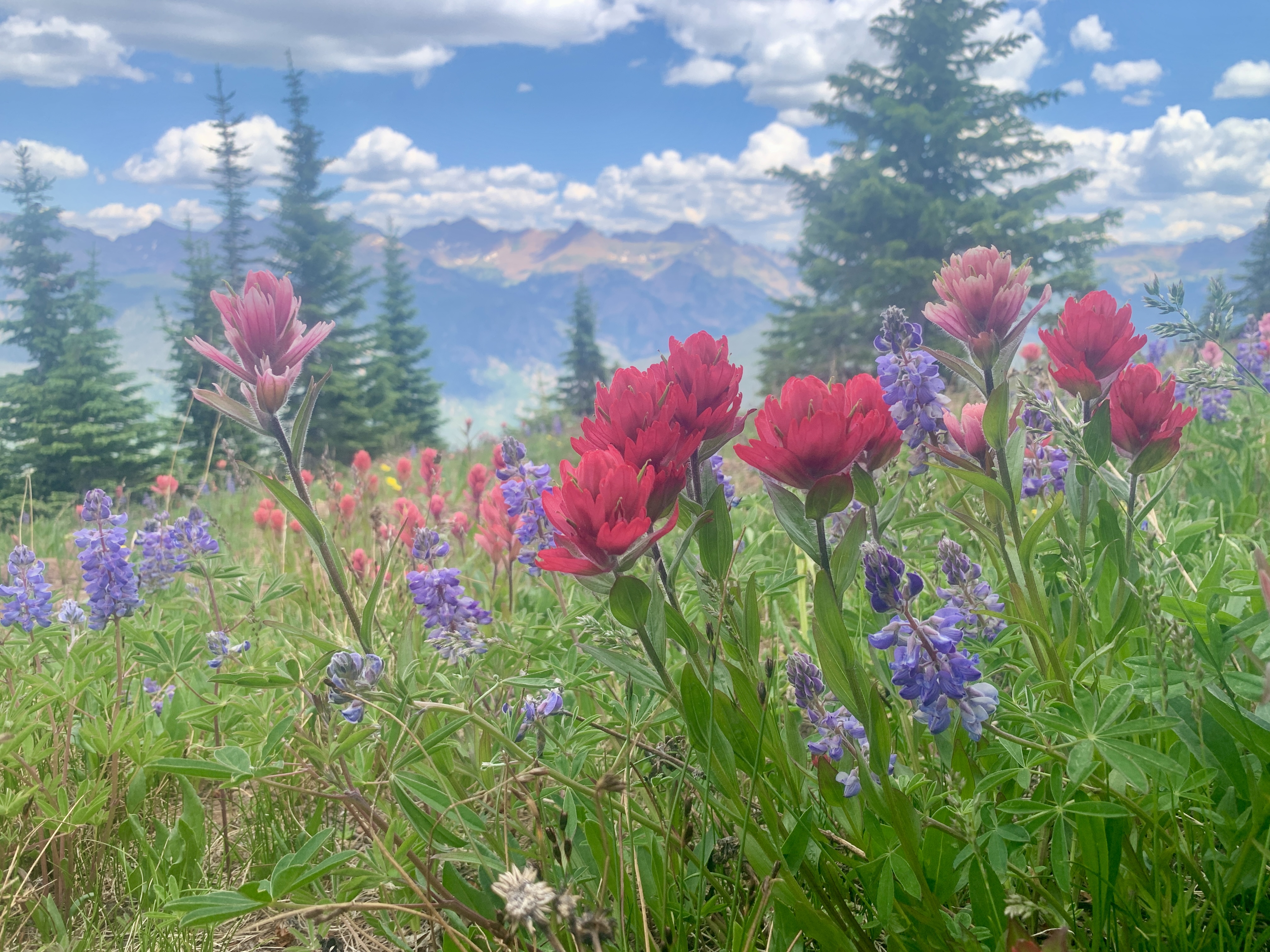 ACCESS GRANT, EFFORT, UPCOMING&nbsp;EVENTS