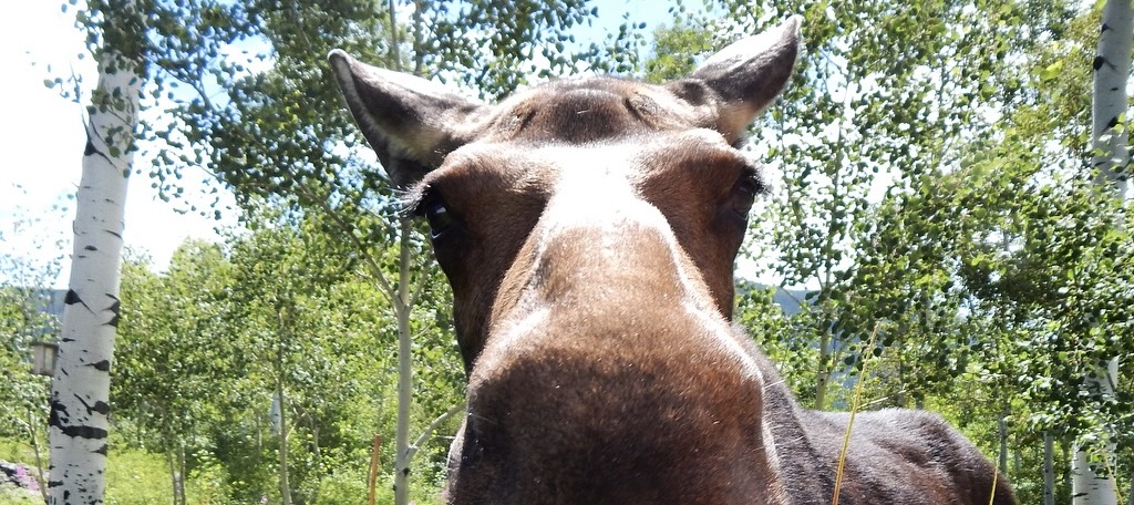 The Farmer & The&nbsp;Horse