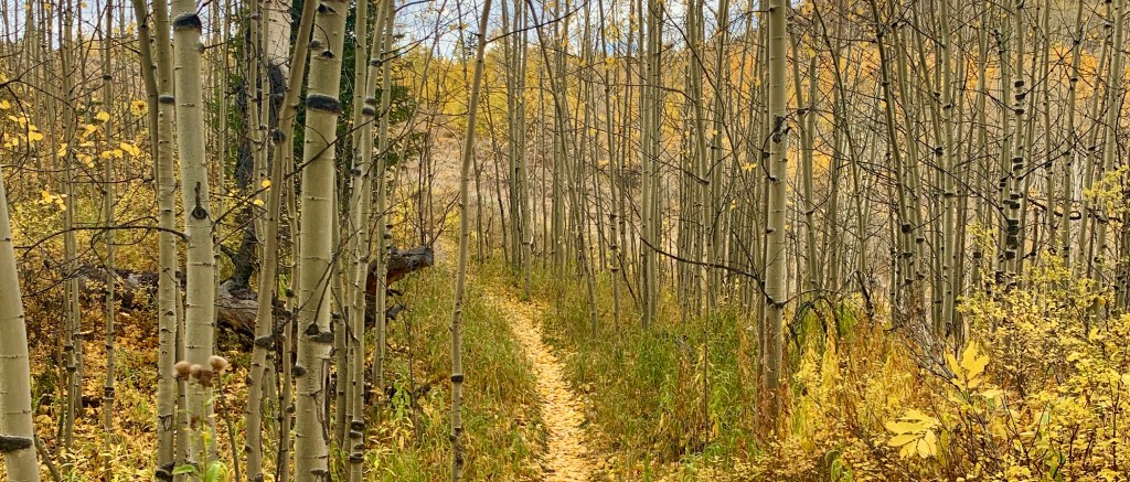 What do these things have in common?